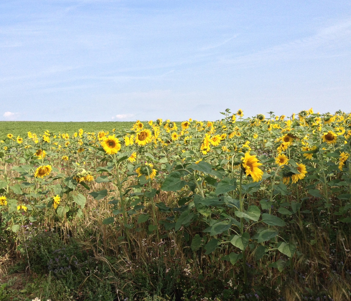 Sonnenblumen Feld