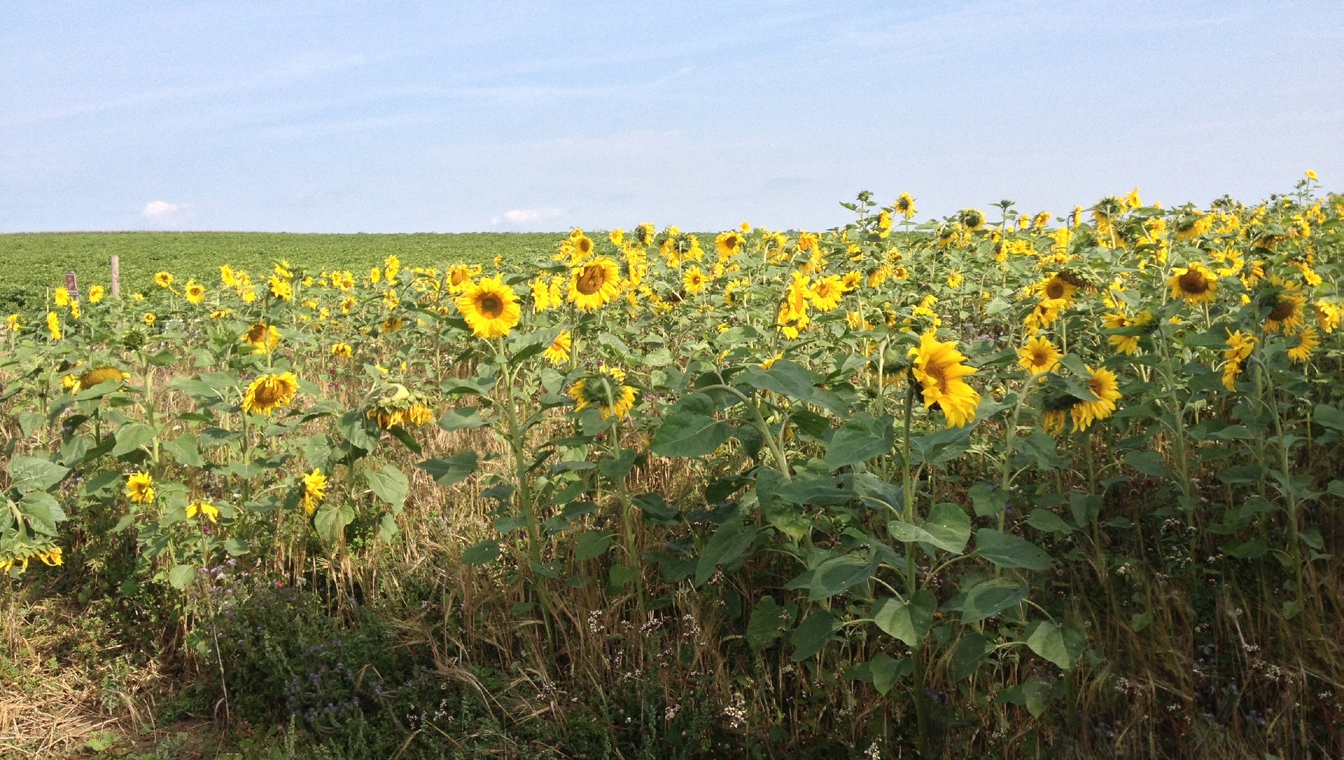 Sonnenblumen Feld