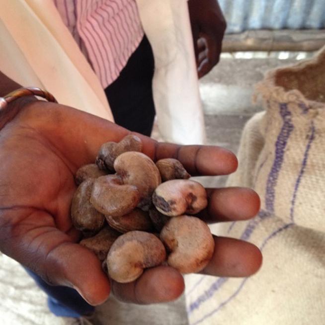 Cashew Development Fund