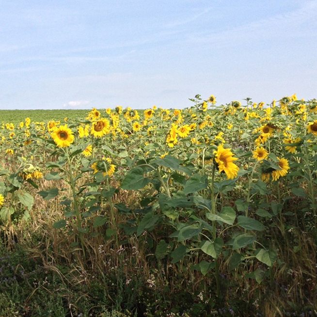 Sonnenblumen Feld